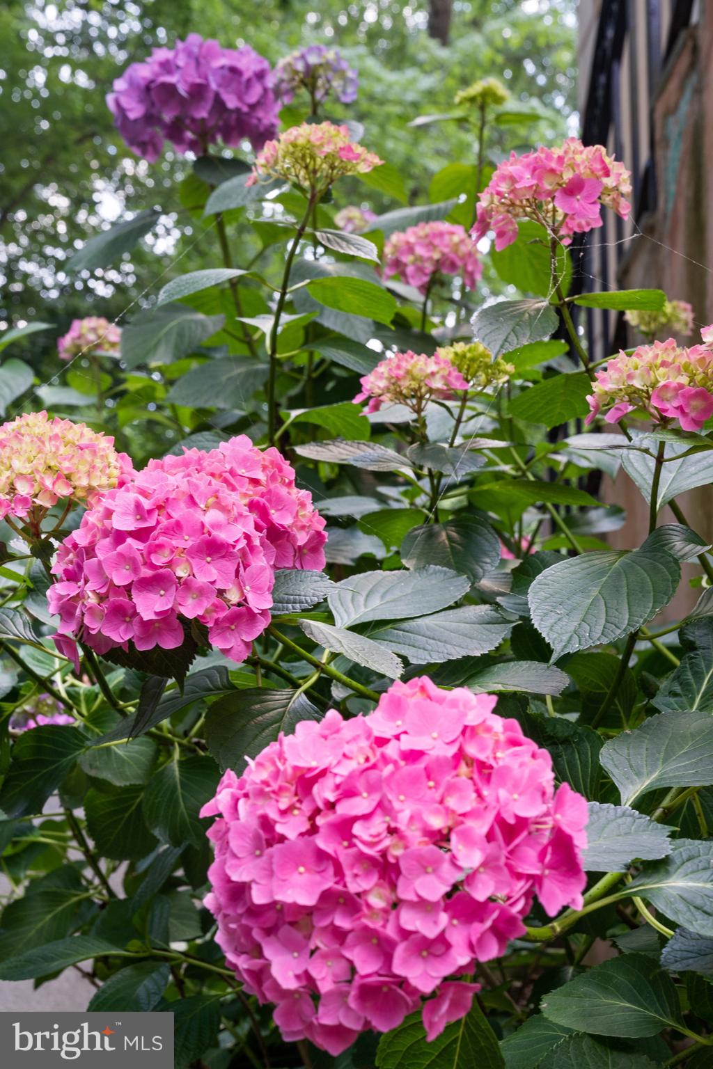 1260 Crest Lane McLean, VA 22101 - Photo 24 of 36 a view of a flower around in a garden