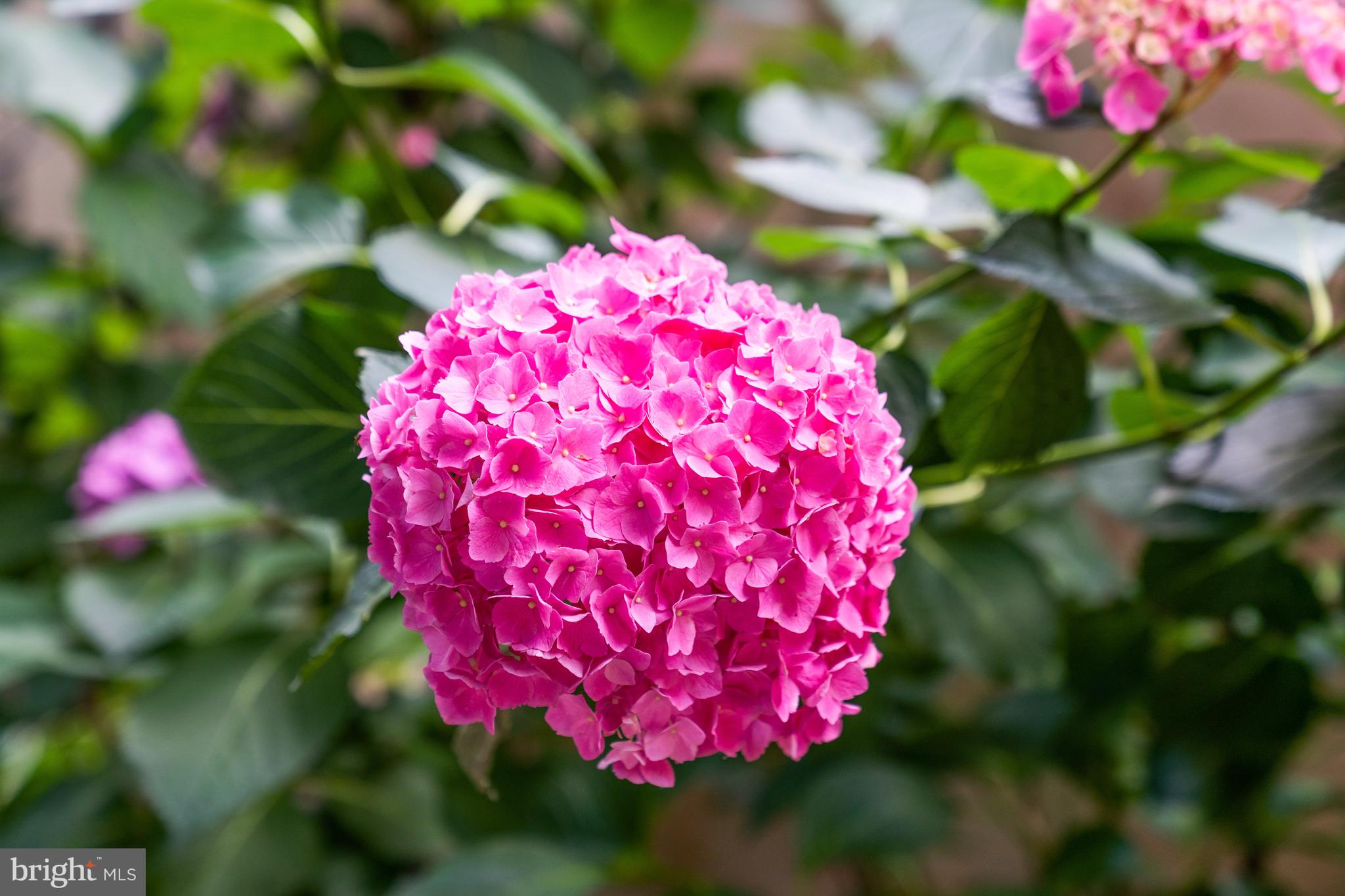 1260 Crest Lane McLean, VA 22101 - Photo 25 of 36 a view of a flower