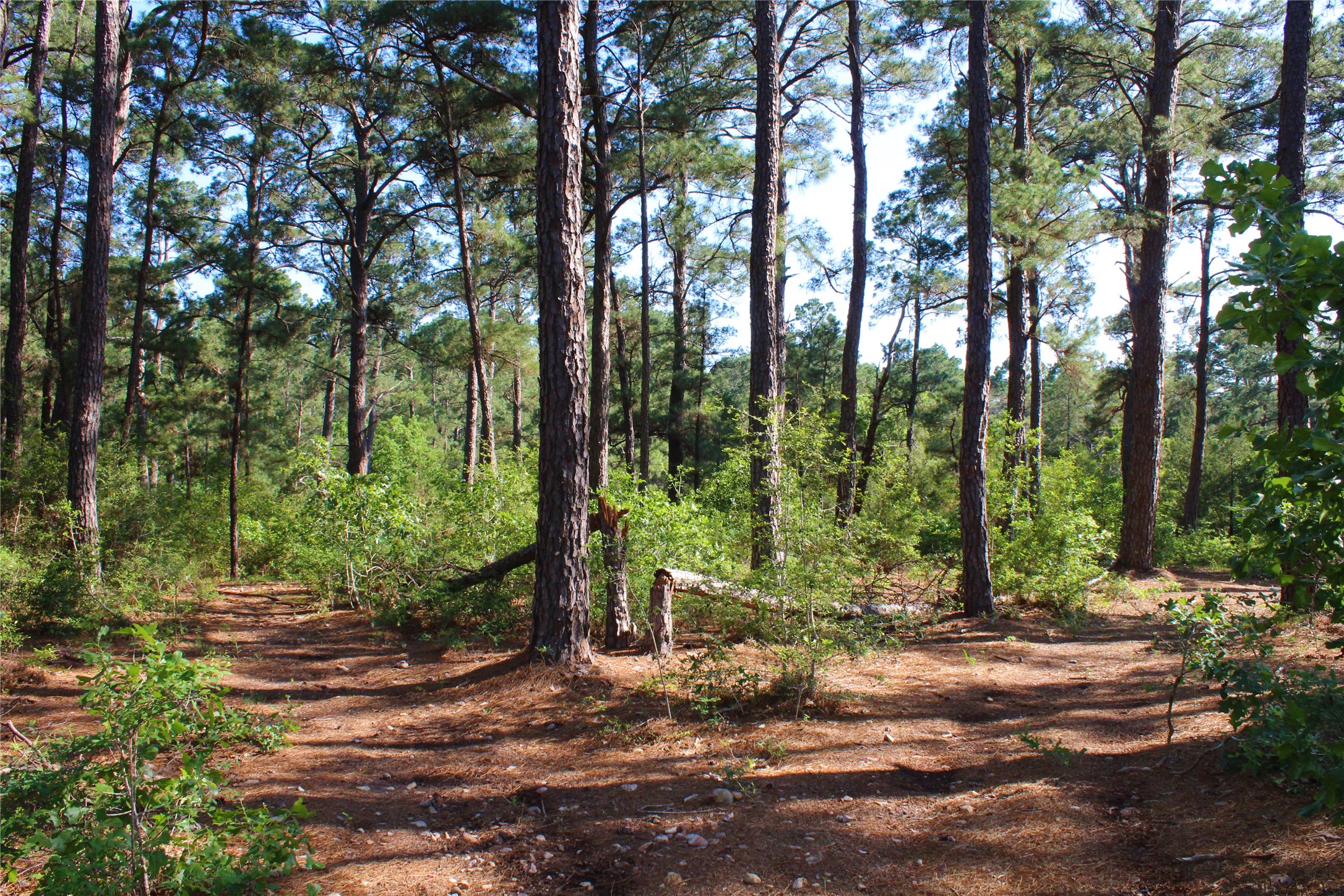 Tbd Tbd Pebble Walk Bastrop, TX 78602 - Photo 1 of 1