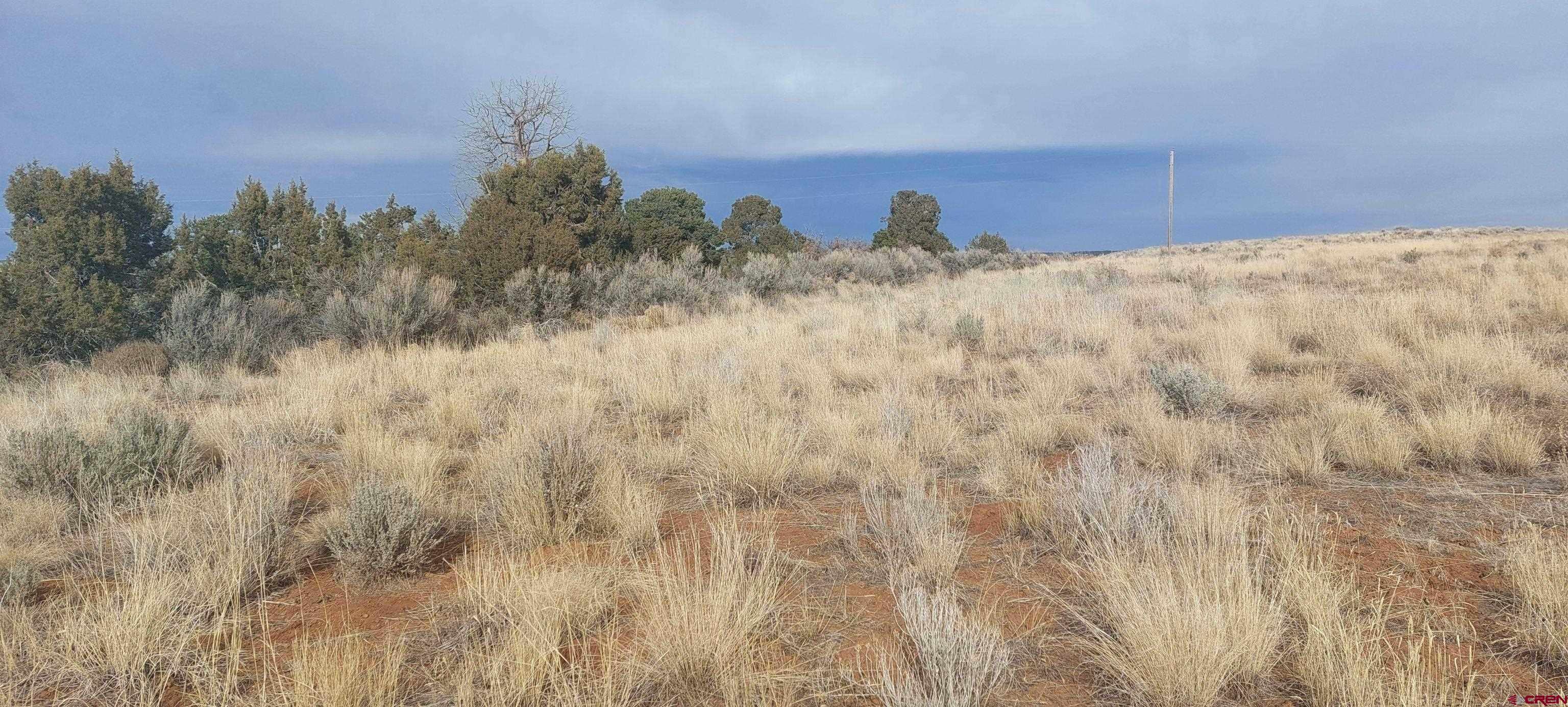 14134 Road N 3 Road Cahone, CO 81320 - Photo 2 of 5 a view of a dry yard with a tree in the background