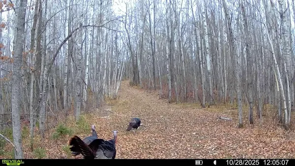 $205,000 | 2515 Highway 23 Wrenshall Mn 55797, Wrenshall, MN 55797