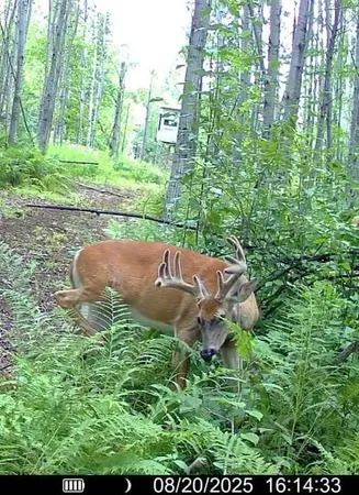 $205,000 | 2515 Highway 23 Wrenshall Mn 55797, Wrenshall, MN 55797