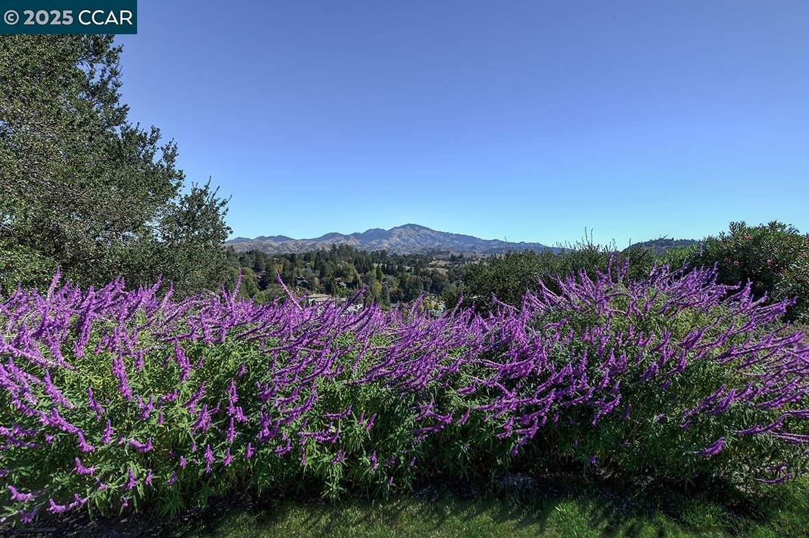 2148 Golden Rain Road, Unit 1 Walnut Creek, CA 94595 - Photo 2 of 48 a view of a lot of flowers and trees