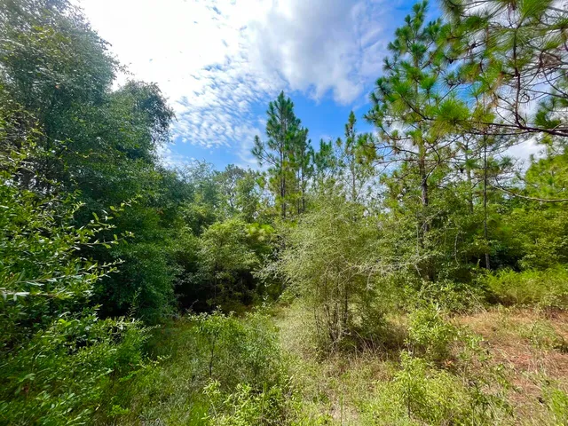 a view of a lush green forest