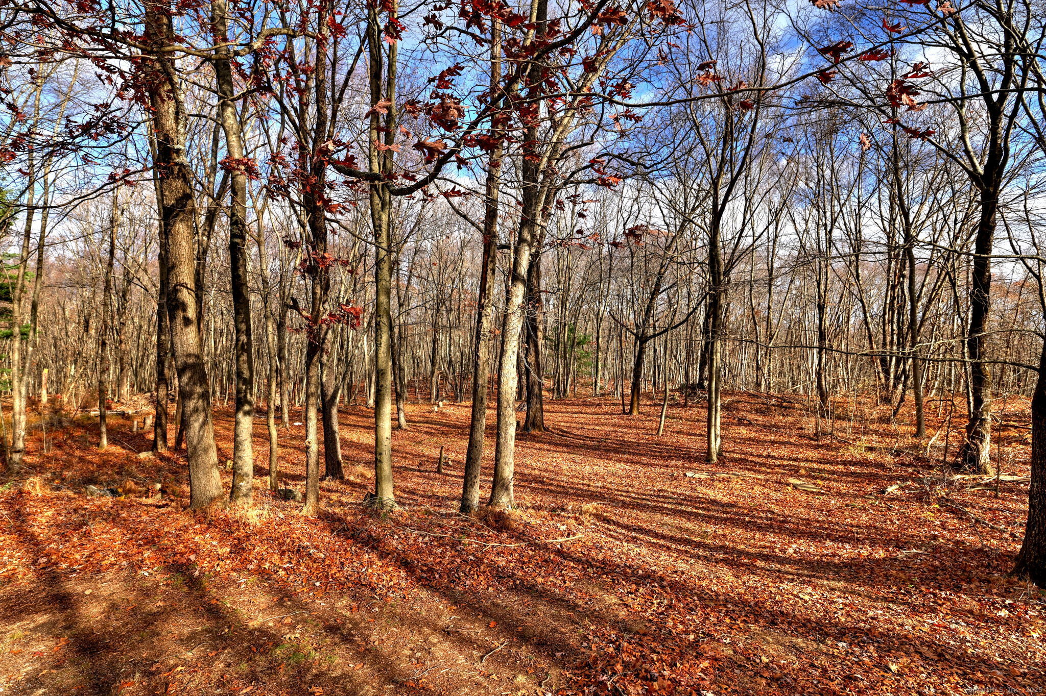 24 Hickory Lane Roxbury, CT 06783 - Photo 40 of 40 a view of road and trees