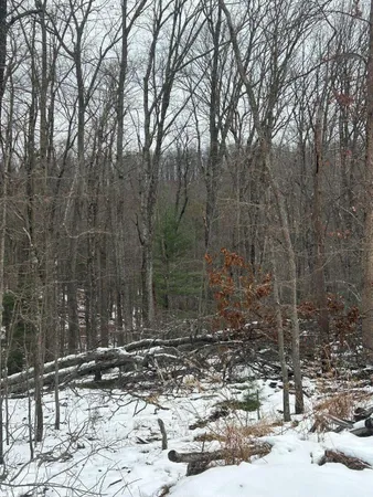 a view of a tree with a bench in the yard