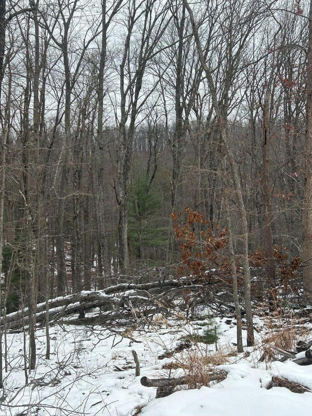 0 Timber Trail Lane Hardy, VA 24101 - Photo 2 of 5 a view of a tree with a bench in the yard