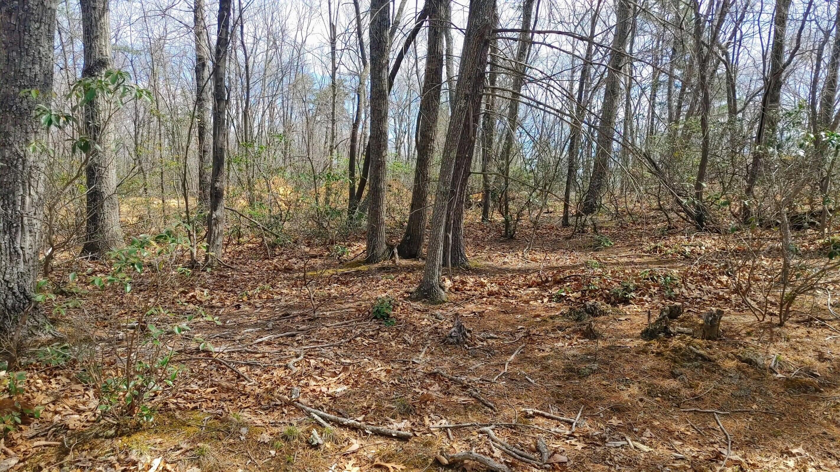 0 Timber Trail Lane Hardy, VA 24101 - Photo 4 of 5 a backyard of a house with lots of green space
