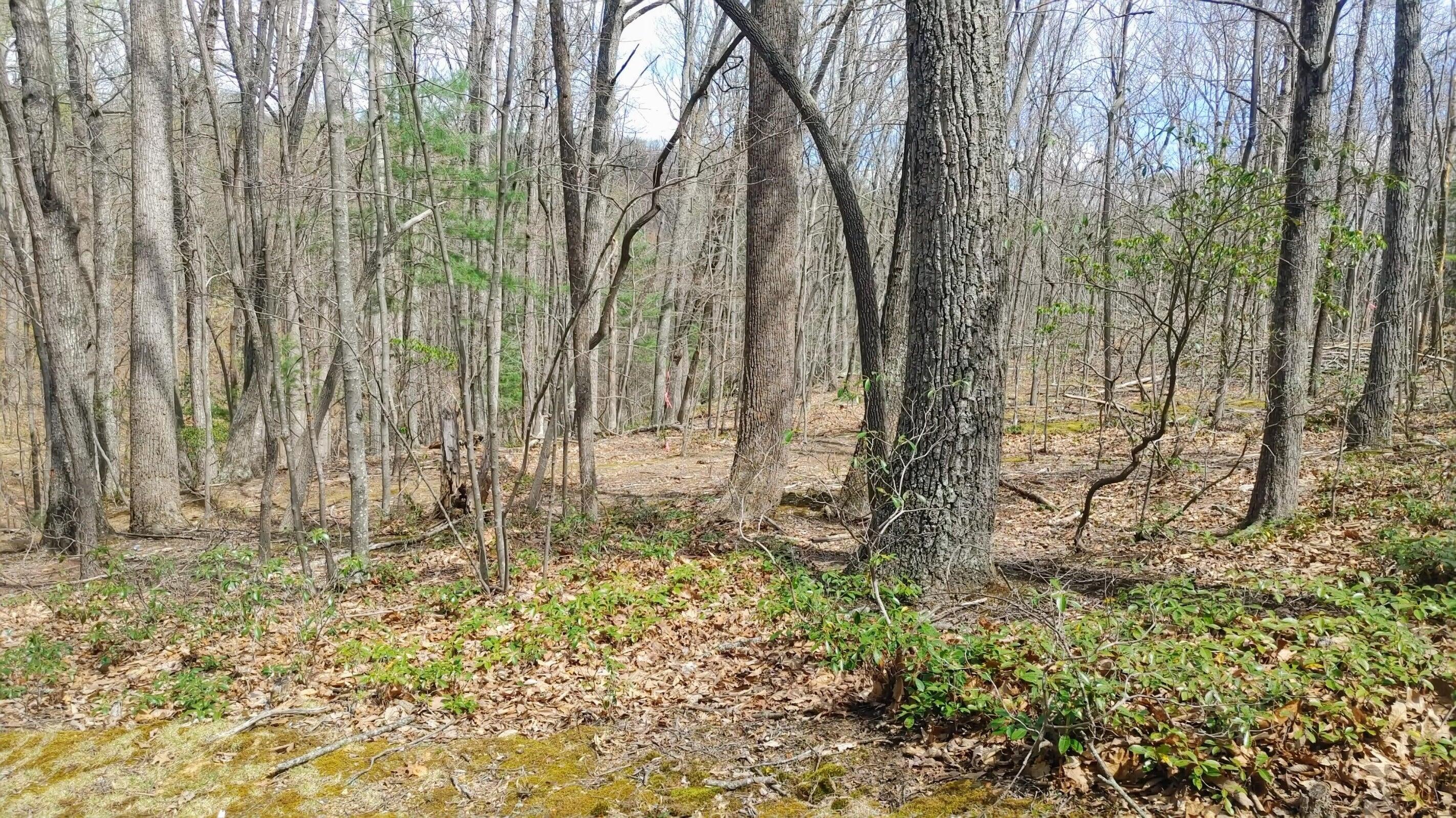 0 Timber Trail Lane Hardy, VA 24101 - Photo 5 of 5 a view of outdoor space with wooden fence