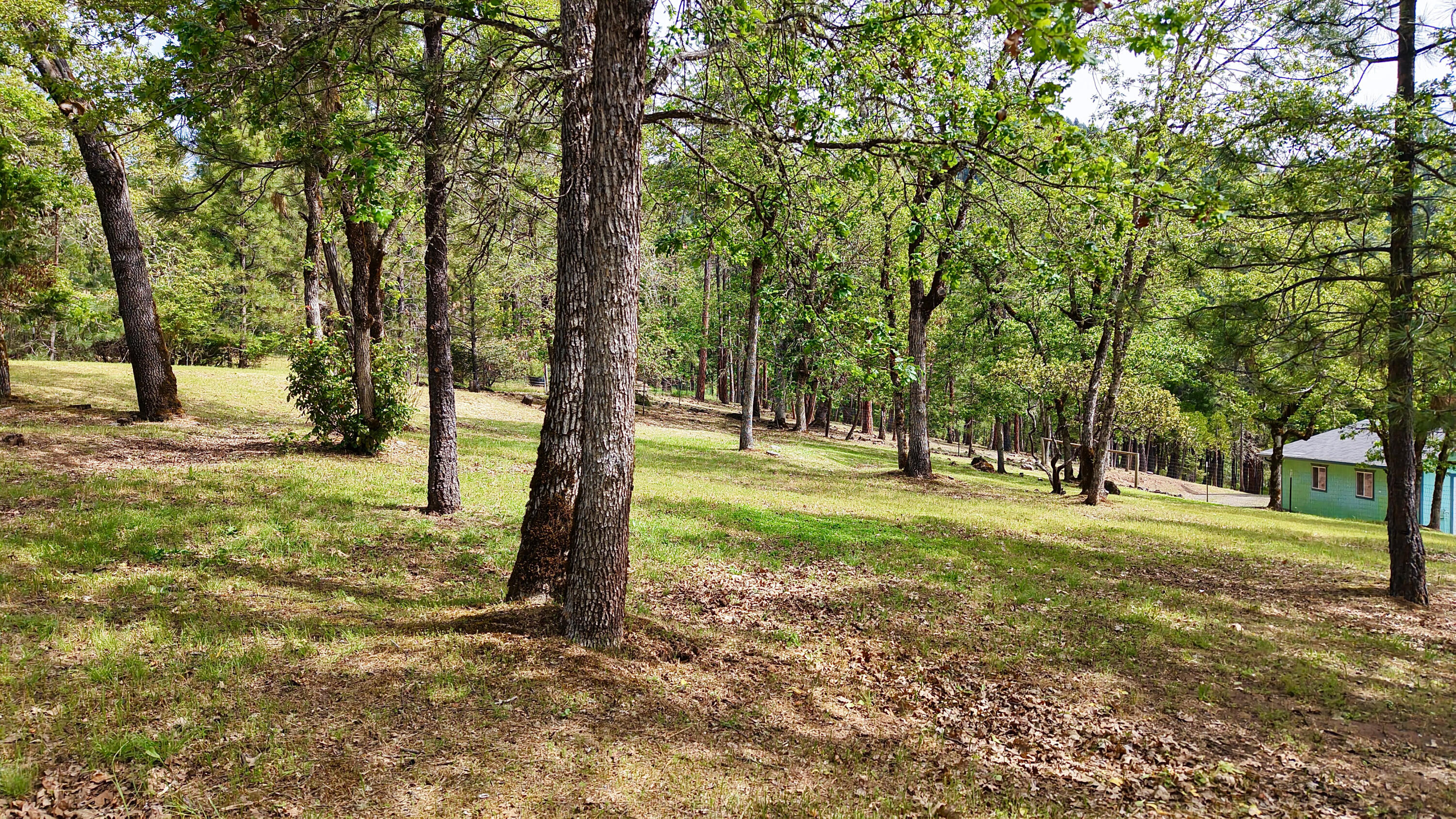 204 Shipley Terrace Prospect, OR 97536 - Photo 56 of 61 a view of a yard with a tree