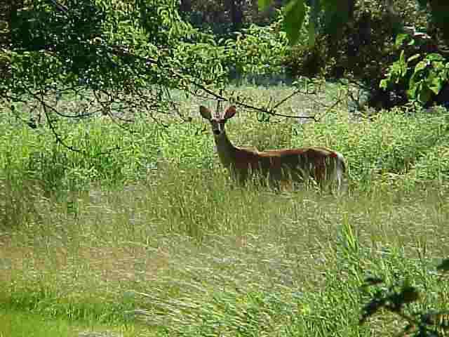 10666 Tompkins Road Rives Junction, MI 49277 - Photo 10 of 11 Photo 10