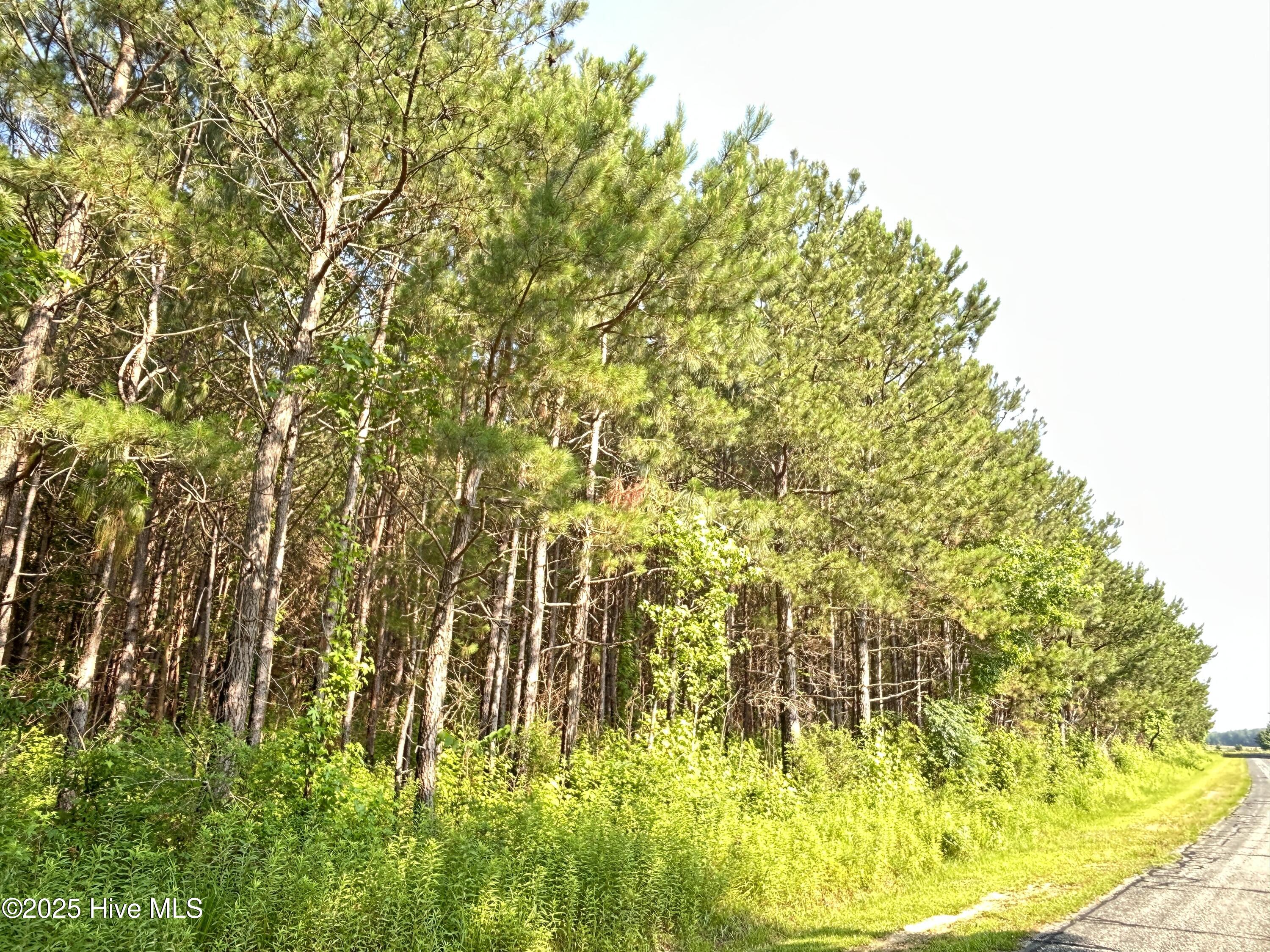 Tbd Colville Street Rowland, NC 28383 - Photo 11 of 17 IMG_3764