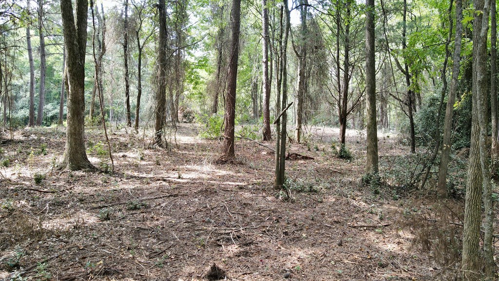 0 Graddick Road Hamilton, GA 31811 - Photo 11 of 20 a view of a forest with trees in the background