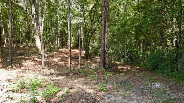 a view of outdoor space with trees