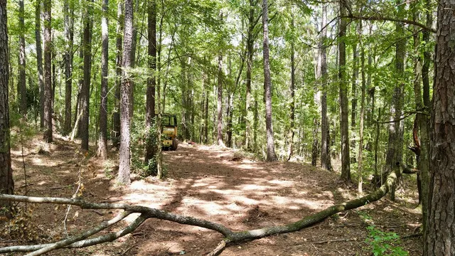 a view of a trees with yard