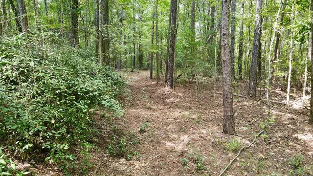 a view of a forest with trees in the background