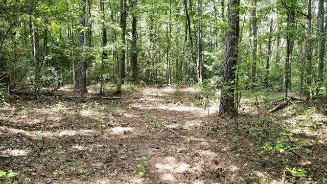 a view of a forest with trees in the background