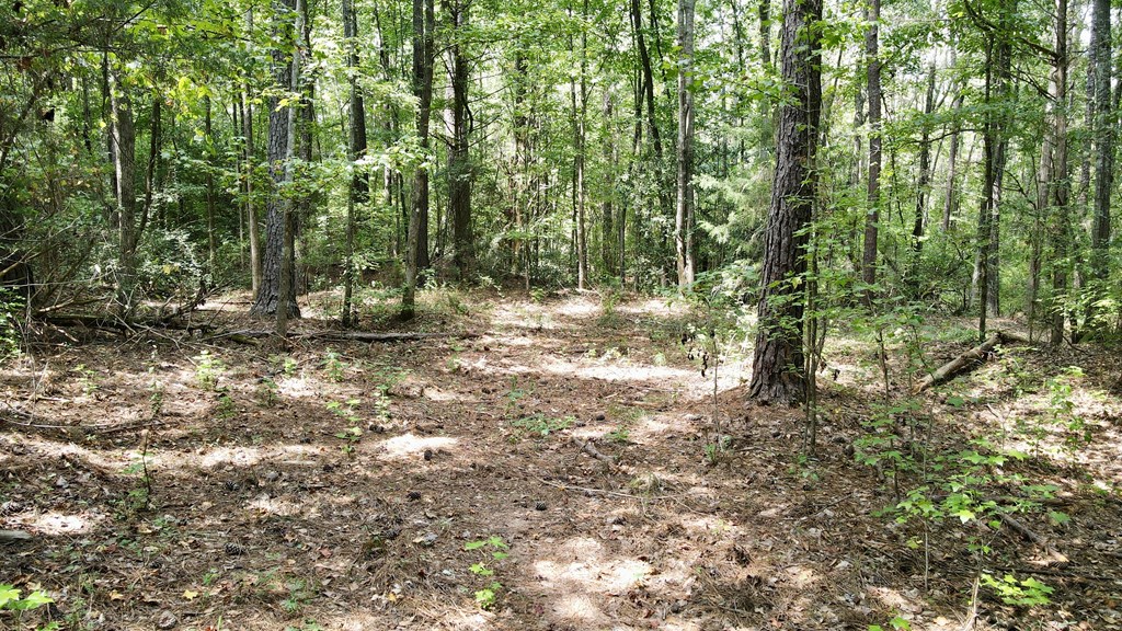 0 Graddick Road Hamilton, GA 31811 - Photo 9 of 20 a view of a forest with trees in the background