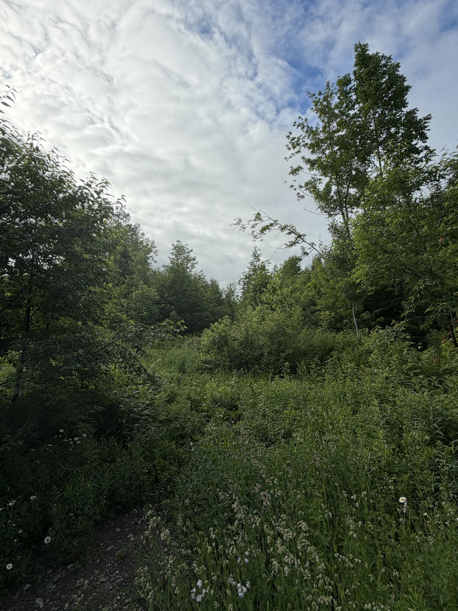 135 Hemore Road Ludlow, ME 04730 - Photo 12 of 15 IMG_20260629_193942