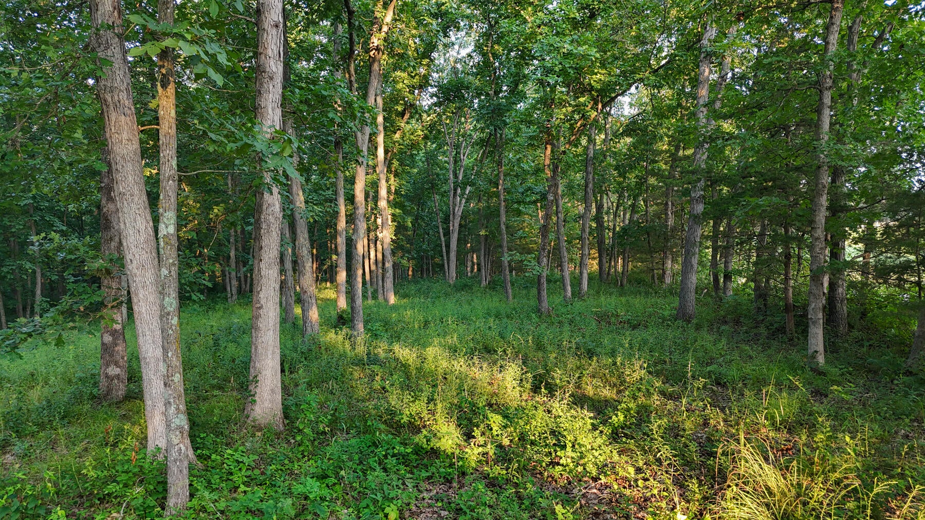 North Simms Road Sturgeon, MO 65284 - Photo 4 of 8