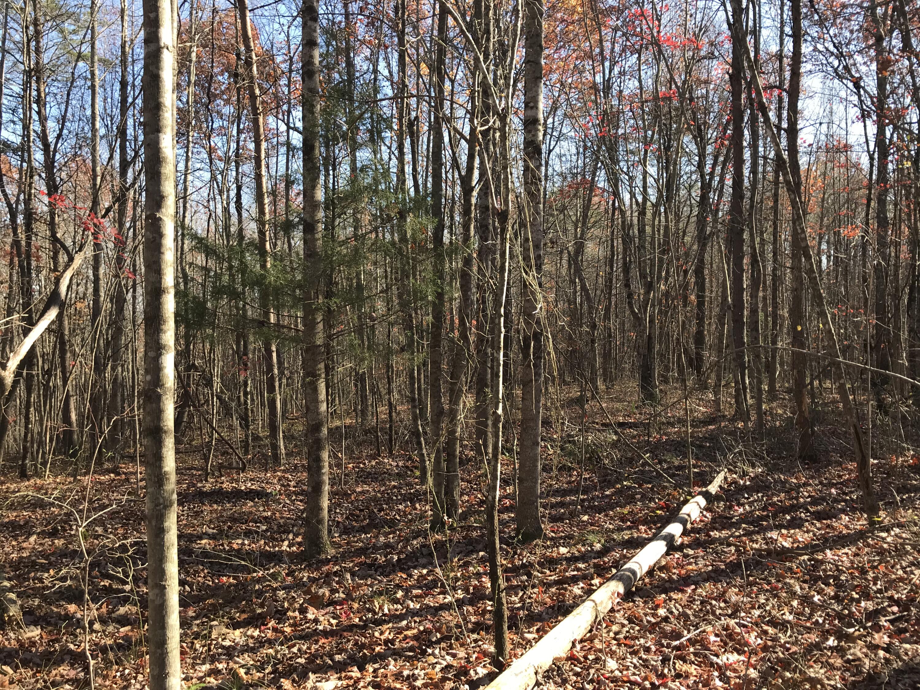 1 Hobbstown Road Dunlap, TN 37327 - Photo 12 of 23 IMG_9020