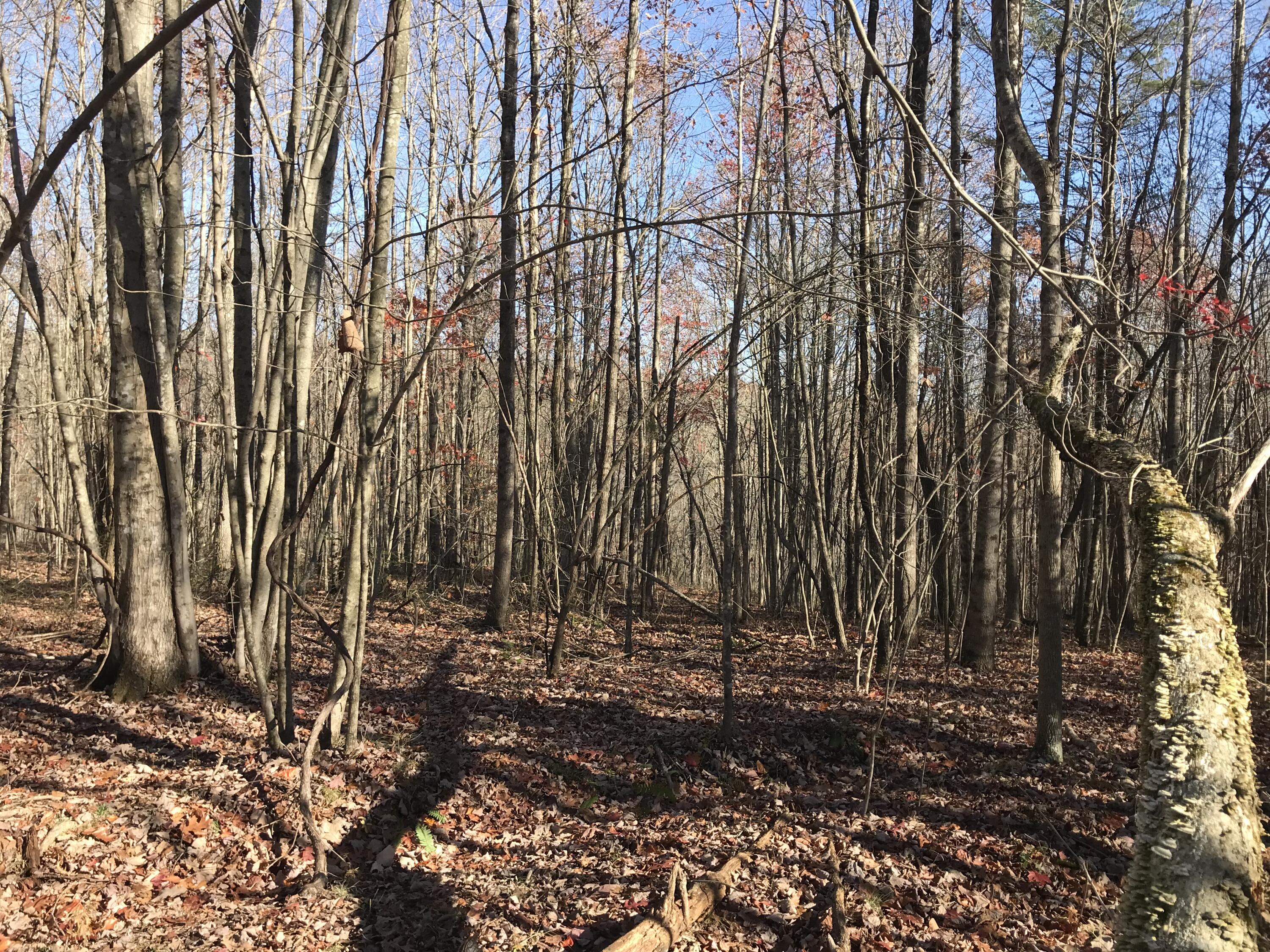 1 Hobbstown Road Dunlap, TN 37327 - Photo 16 of 23 IMG_9018