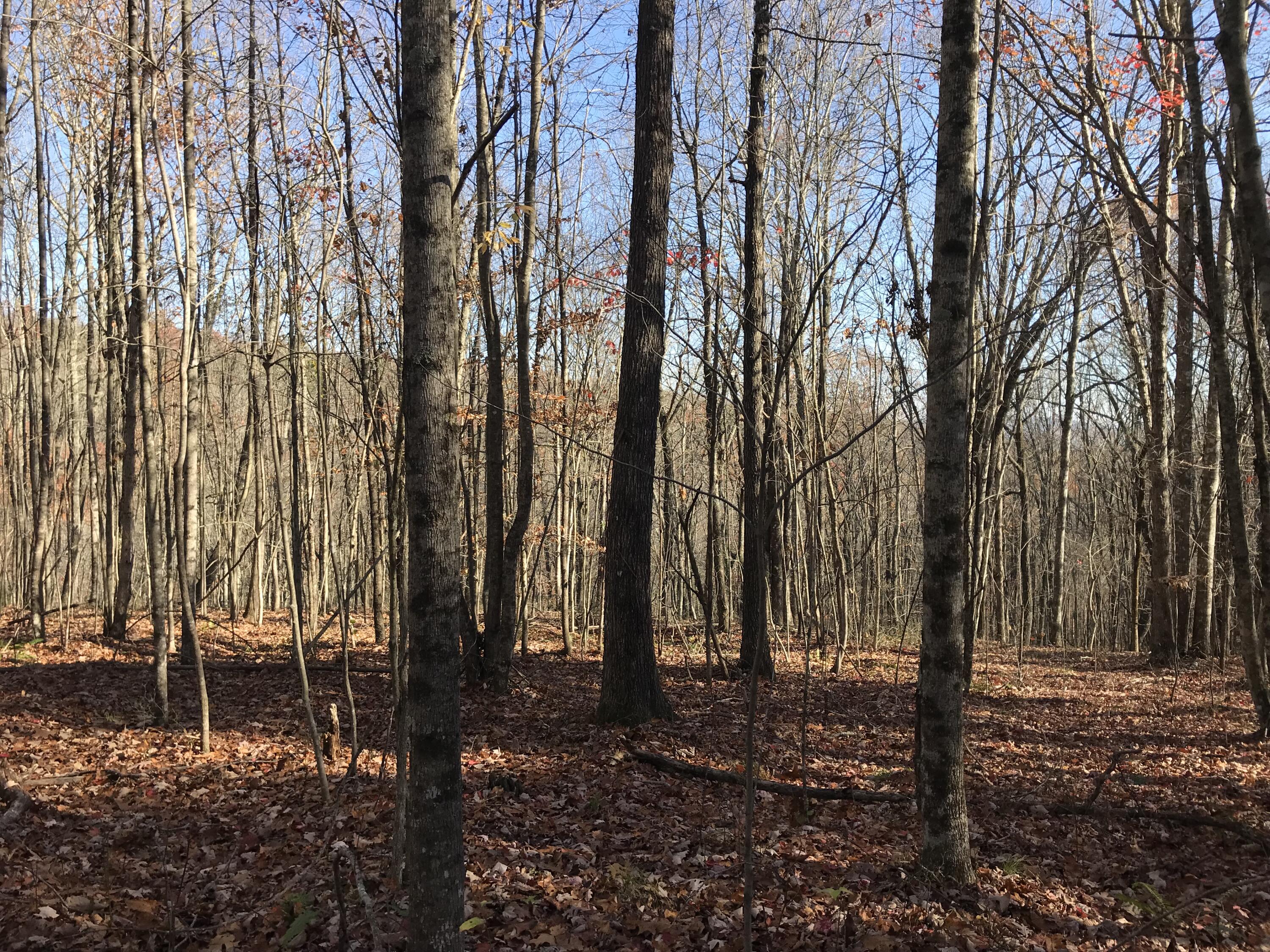 1 Hobbstown Road Dunlap, TN 37327 - Photo 2 of 23 IMG_9024