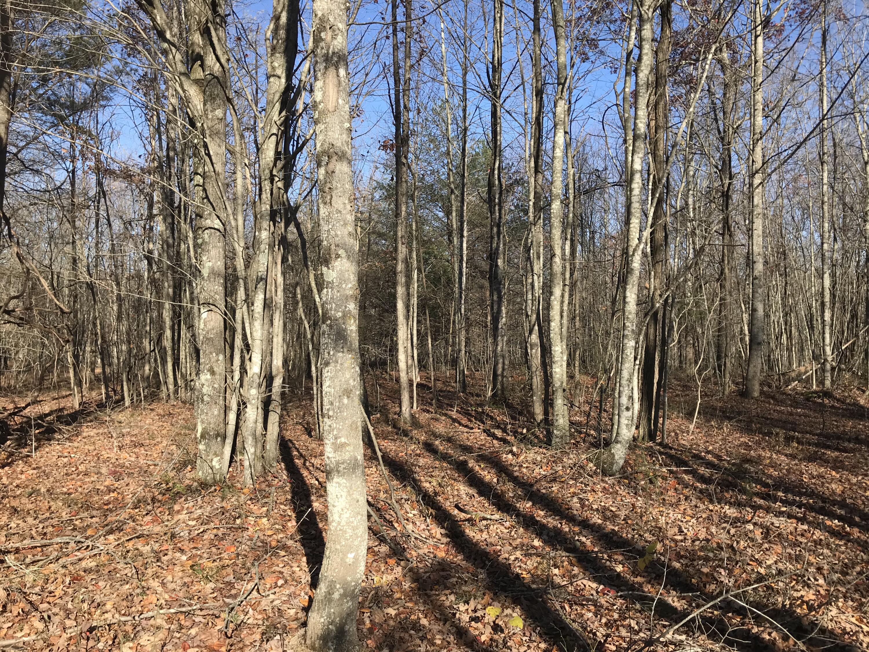 1 Hobbstown Road Dunlap, TN 37327 - Photo 21 of 23 IMG_9012