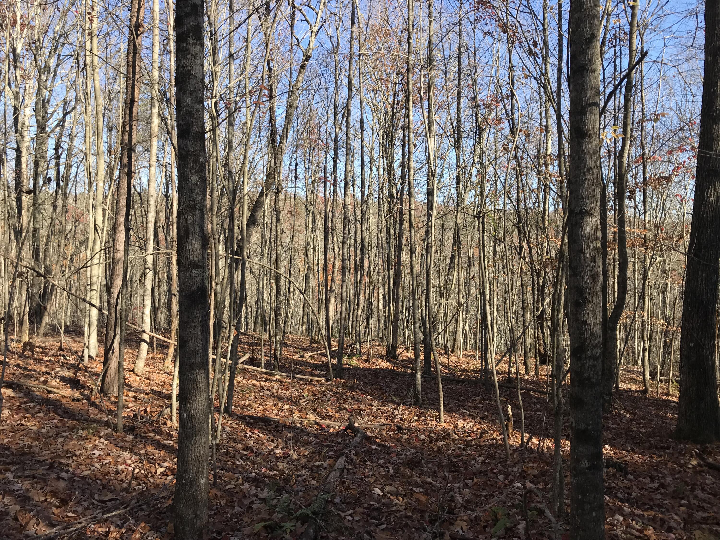 1 Hobbstown Road Dunlap, TN 37327 - Photo 9 of 23 IMG_9023