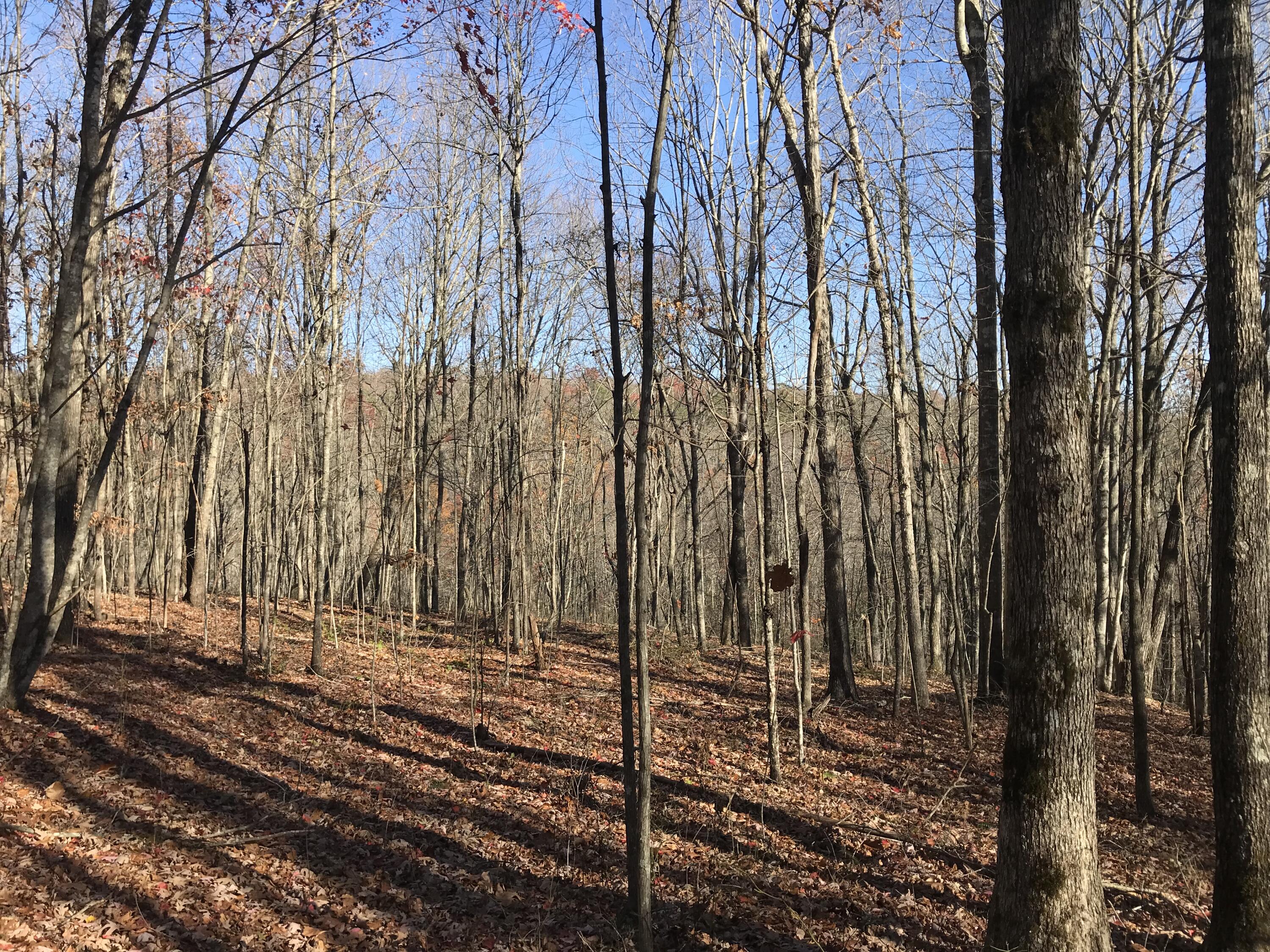 1 Hobbstown Road Dunlap, TN 37327 - Photo 10 of 23 IMG_9022