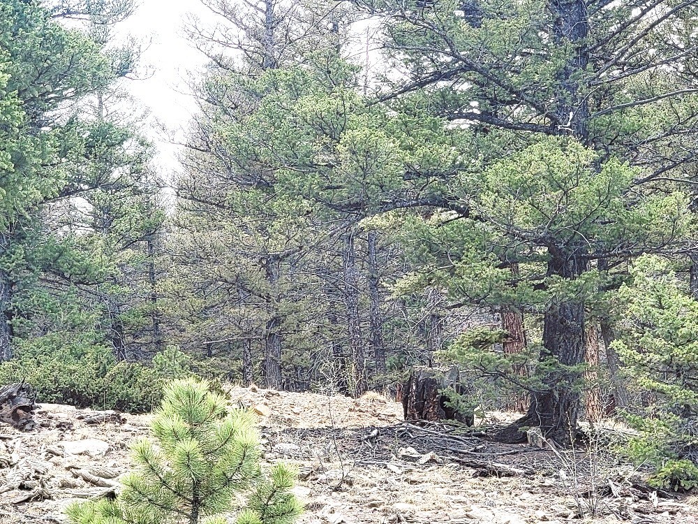 1941 Redhill Road Fairplay, CO 80440 - Photo 12 of 50