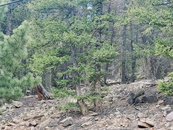 a view of a forest with large trees