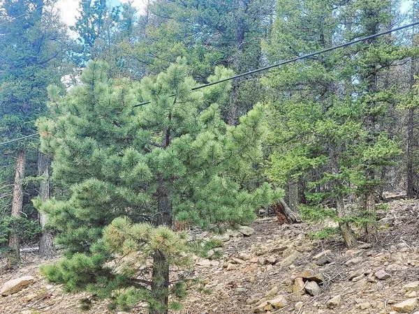 a view of a forest with lots of trees