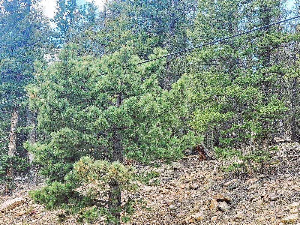 1941 Redhill Road Fairplay, CO 80440 - Photo 14 of 50