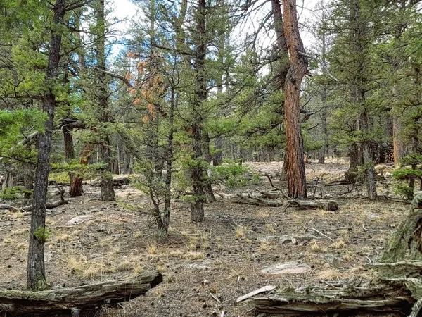 a view of a yard with large trees