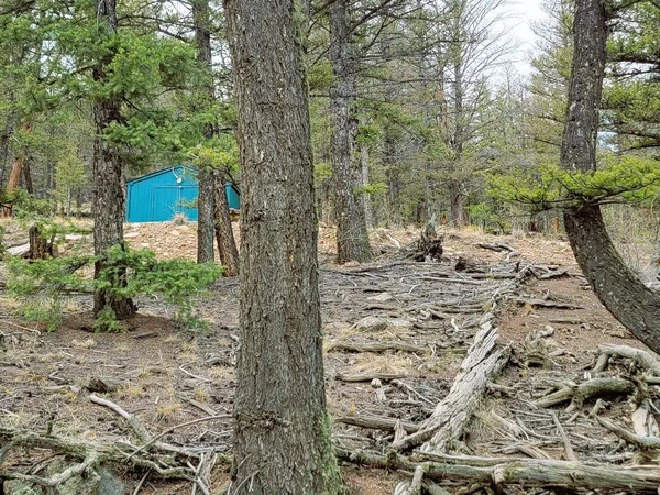 a view of a yard with plants and trees
