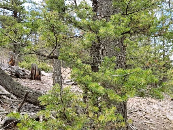 a backyard of a house with lots of plants and trees