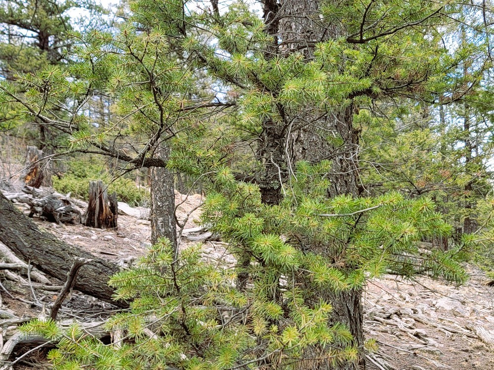 1941 Redhill Road Fairplay, CO 80440 - Photo 17 of 50