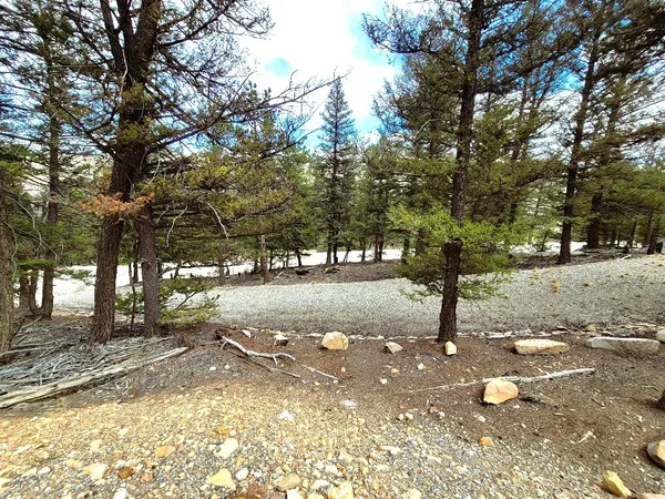 a view of a forest with trees