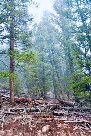 a view of a forest with a tree