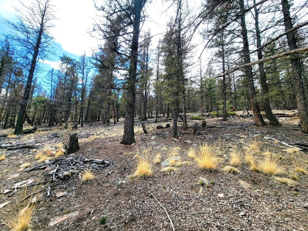 1941 Redhill Road Fairplay, CO 80440 - Photo 31 of 50