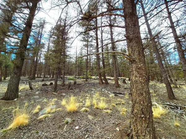 a view of outdoor space with lots of trees