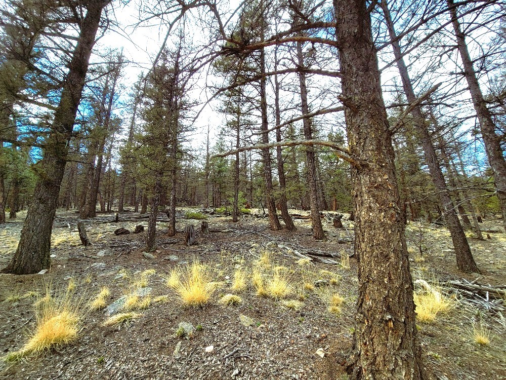 1941 Redhill Road Fairplay, CO 80440 - Photo 32 of 50