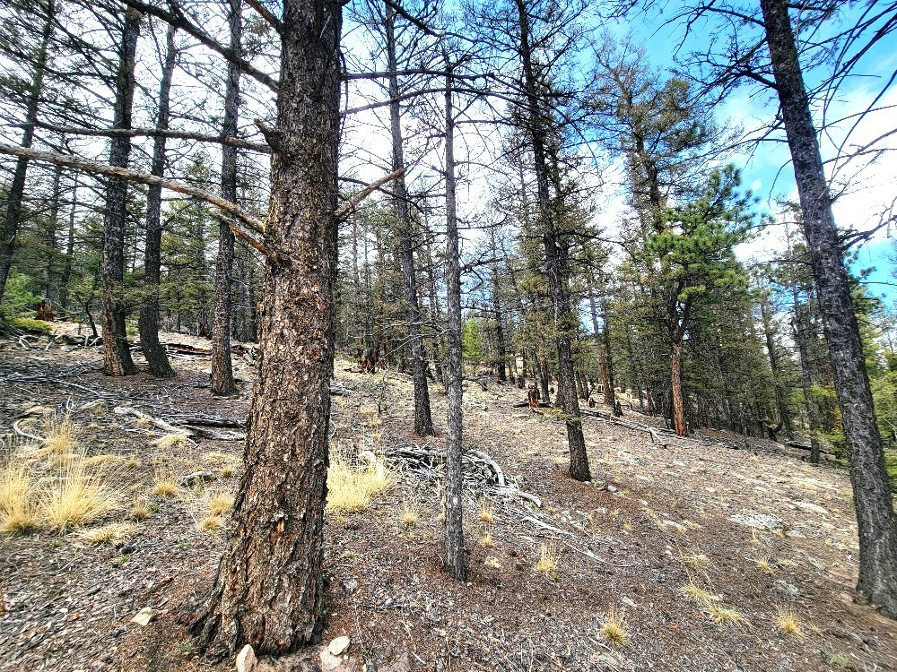 1941 Redhill Road Fairplay, CO 80440 - Photo 33 of 50