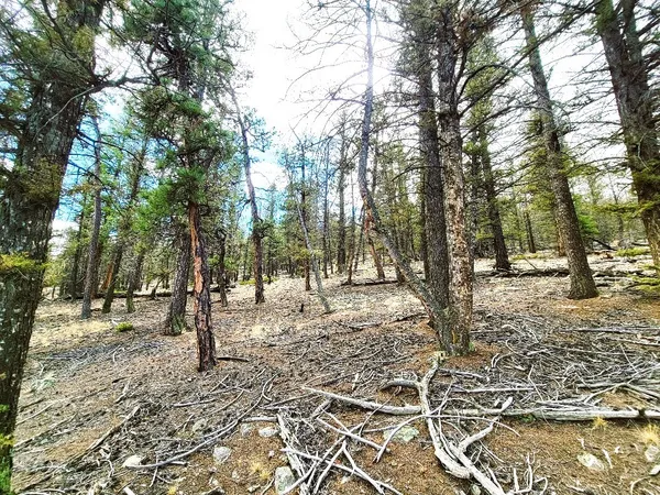a view of outdoor space with lots of trees