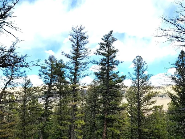 a backyard of a house with lots of trees