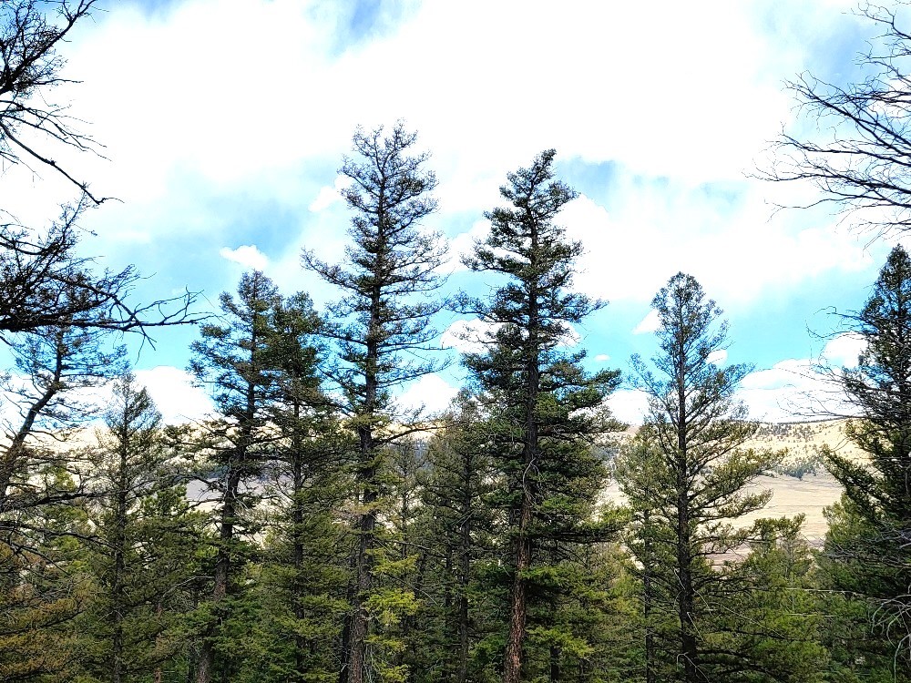 1941 Redhill Road Fairplay, CO 80440 - Photo 37 of 50