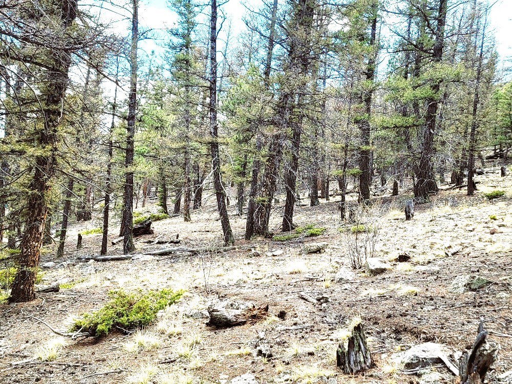 1941 Redhill Road Fairplay, CO 80440 - Photo 39 of 50