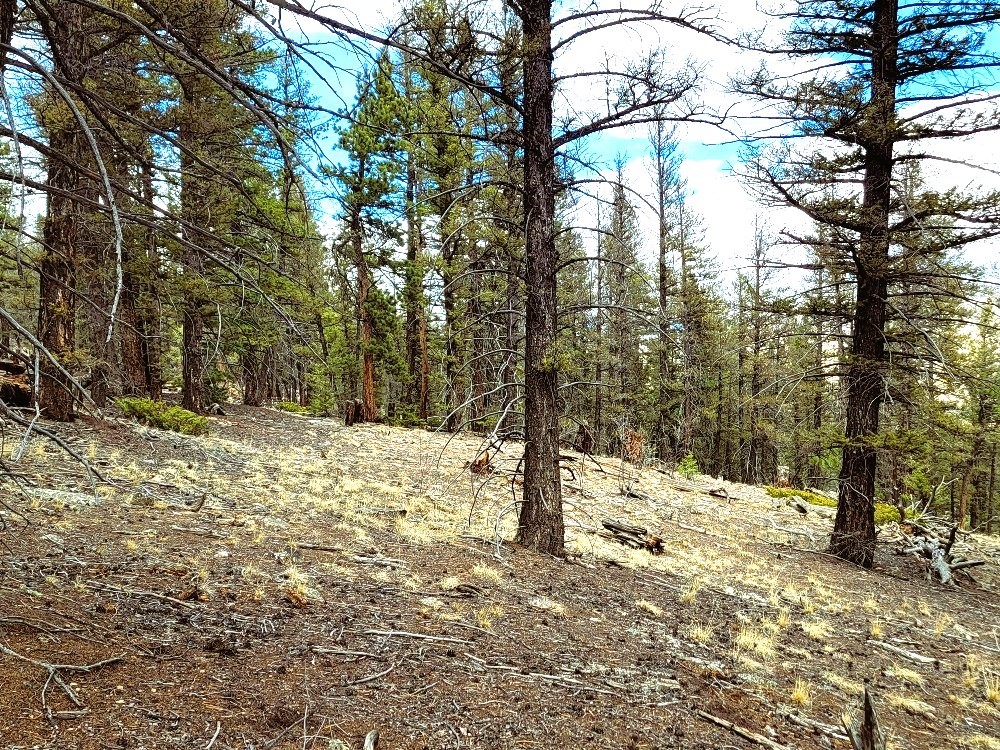 1941 Redhill Road Fairplay, CO 80440 - Photo 40 of 50