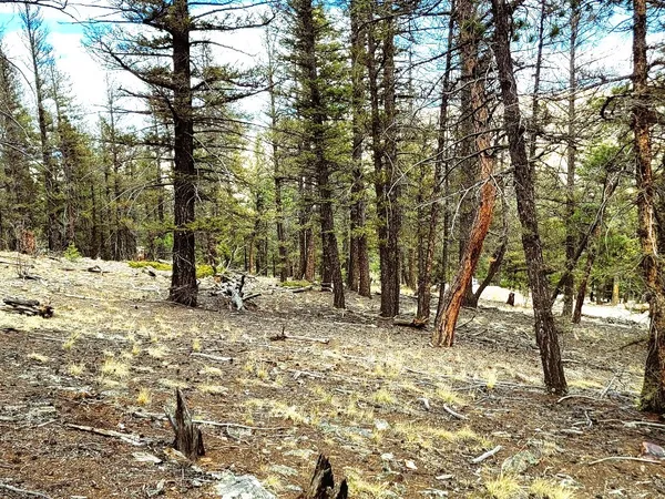 a view of a forest with trees